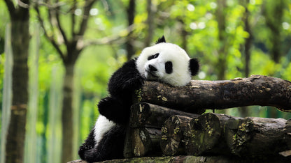 8-Days Quality tour of Xi 'an, Chongqing, Chengdu